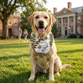Golden Labrador wearing the b.Honey Paw: Wake Forest University