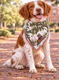 Honey Paw: Clemson University on a Brittany spaniel