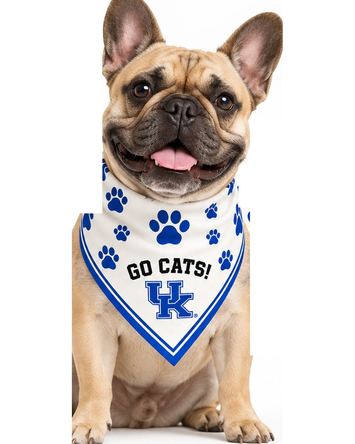 French bulldog wearing the Honey Paw ivory bandana with royal blue paw prints, GO CATS! and the University of Kentucky mark