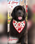 Newfoundland dog wearing the ivory University of Wisconsin Honey Paw bandana with red and black paw prints, Go Badgers! and the Motion W